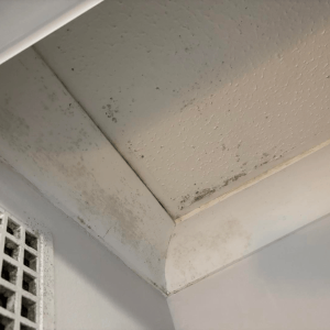 restoration-pros-mould-image-1