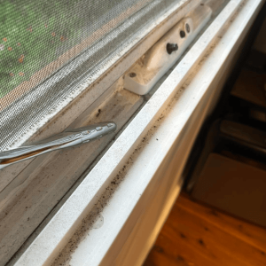 restoration-pros-mould-image-10