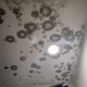 restoration-pros-mould-image-11