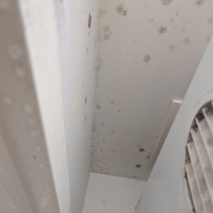 restoration-pros-mould-image-12