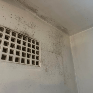 restoration-pros-mould-image-14