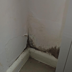 restoration-pros-mould-image-15