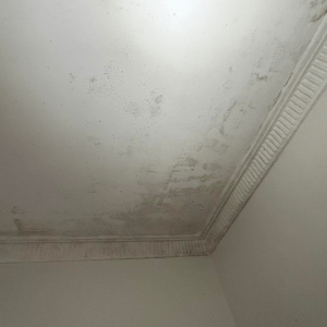 restoration-pros-mould-image-3