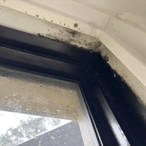 restoration-pros-mould-image-4