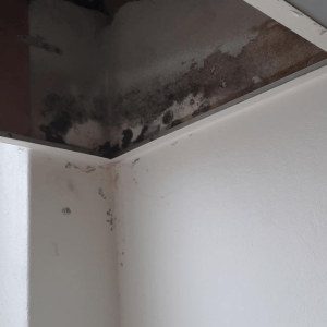 restoration-pros-mould-image-5