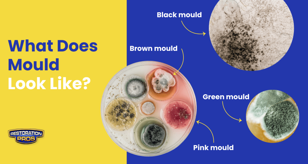 what does mould look like in the home